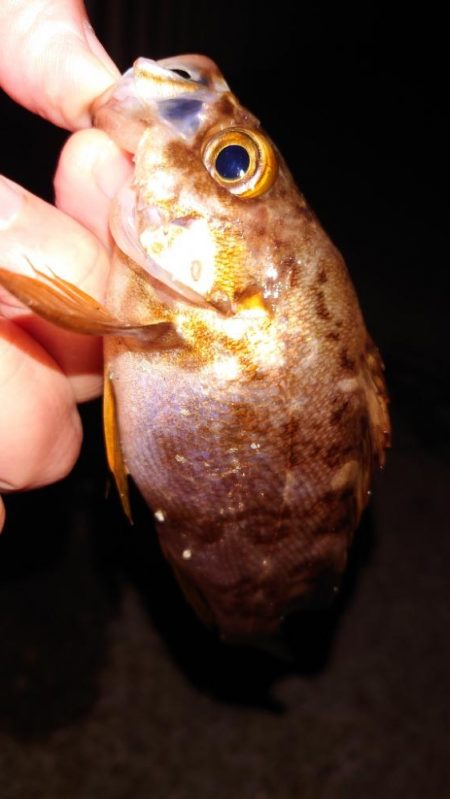 メバル浮き釣り