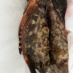 ノッコミのチヌを釣る予定でしたが結果は出ず