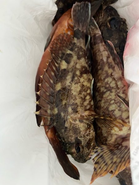 ノッコミのチヌを釣る予定でしたが結果は出ず…