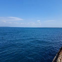 カタボシイワシ大漁