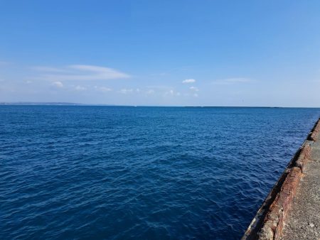 カタボシイワシ大漁