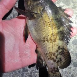 ライトゲーム、やってみました！