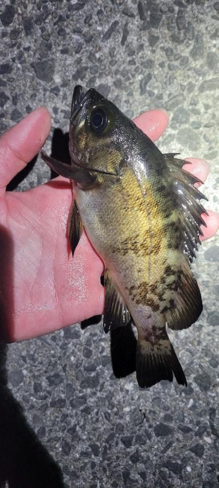 ライトゲーム、やってみました！