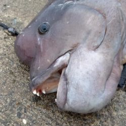 この時期やはりコブダイ！