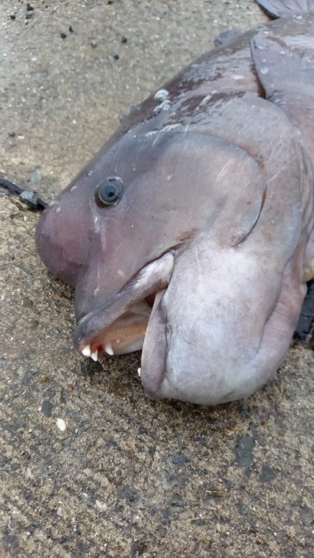 この時期やはりコブダイ！