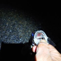 久しぶりの魚は