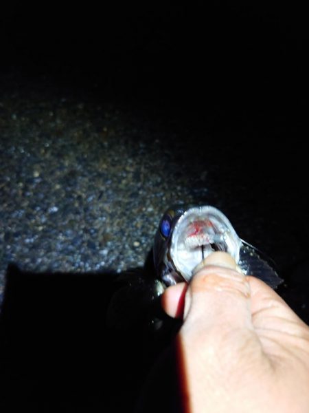 久しぶりの魚は