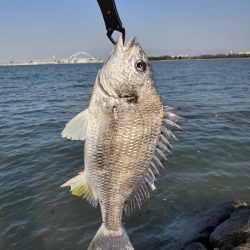 バイブでキビレ