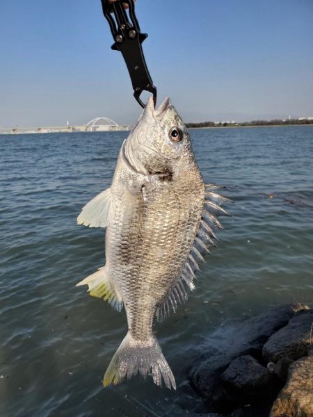 バイブでキビレ