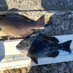 和歌山市江（吉丸渡船）でグレ釣り