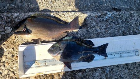 和歌山市江（吉丸渡船）でグレ釣り