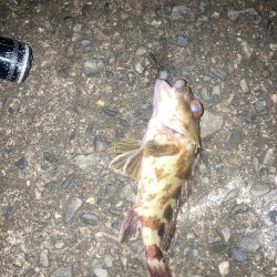 春イカゲット！