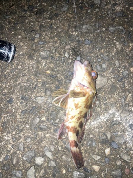 春イカゲット！