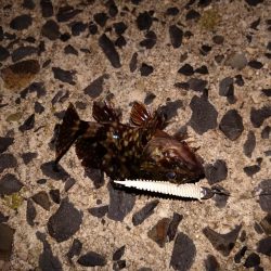 シーバスいないから根魚