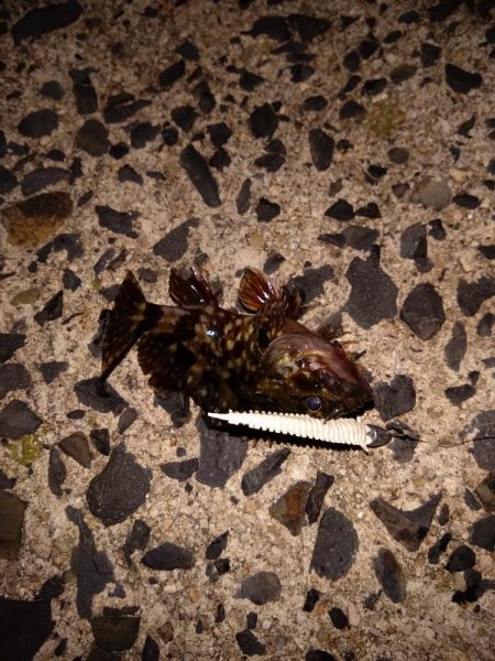 シーバスいないから根魚