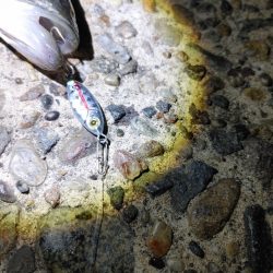 久しぶりにシーバス