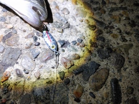 久しぶりにシーバス