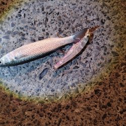 シーバスは釣れませんでしたが