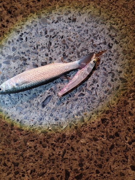 シーバスは釣れませんでしたが