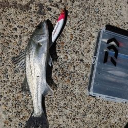 30cmのシーバスです(^^)