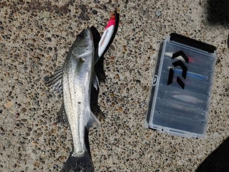 30cmのシーバスです(^^)