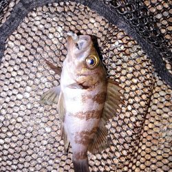 メバリングからガシリング