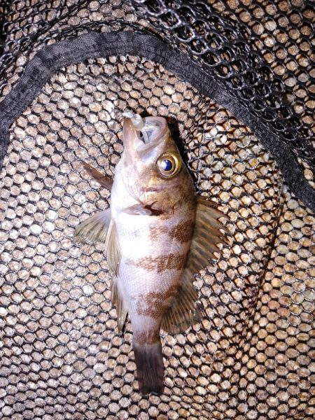 メバリングからガシリング