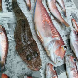 ライトアマダイ◎一俊丸