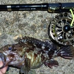 2024/03/07 南港ヘチ釣り釣行