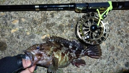 2024/03/07 南港ヘチ釣り釣行