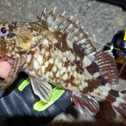 2024/03/02 南港ライトゲーム釣行 (根魚狙い)