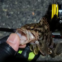 2024/03/04 南港ライトゲーム釣行 (根魚狙い)