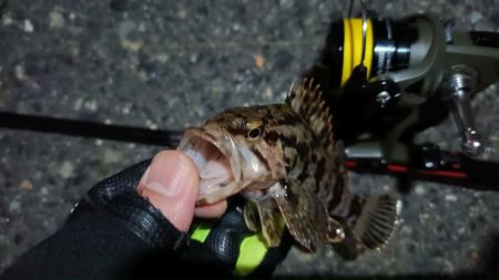 2024/03/04 南港ライトゲーム釣行 (根魚狙い)