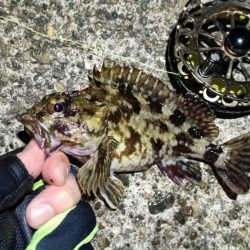 2024/03/06 南港ヘチ釣り釣行