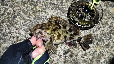 2024/03/06 南港ヘチ釣り釣行