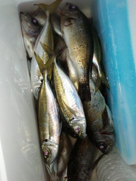 寒くても海は熱く