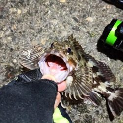 2024/03/10 南港ライトゲーム釣行 (ロックフィッシュ狙い)