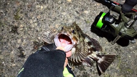 2024/03/10 南港ライトゲーム釣行 (ロックフィッシュ狙い)