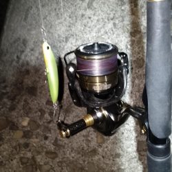 1ヶ月振りのシーバス釣行…