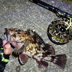 2024/03/16 南港ヘチ釣り釣行（歳無し釣果有り）