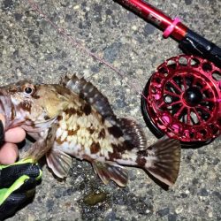 2024/03/17 南港ヘチ釣り釣行