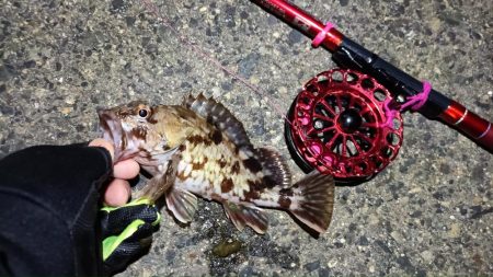 2024/03/17 南港ヘチ釣り釣行