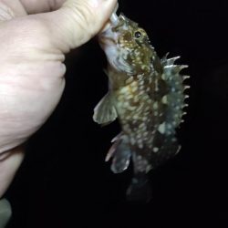 久しぶりの釣行とハードブルテスト