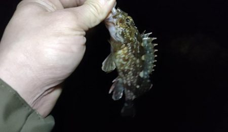 久しぶりの釣行とハードブルテスト