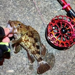 2024/03/18 南港ヘチ釣り釣行