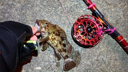 2024/03/18 南港ヘチ釣り釣行