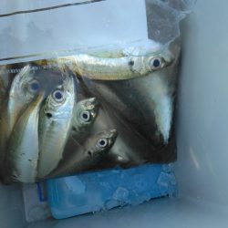 久しぶりの釣行