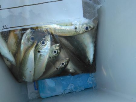 久しぶりの釣行