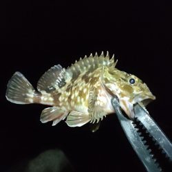 遊んでくれたのはガシラのみ