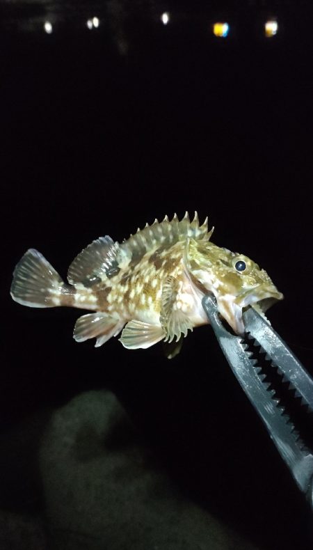 遊んでくれたのはガシラのみ